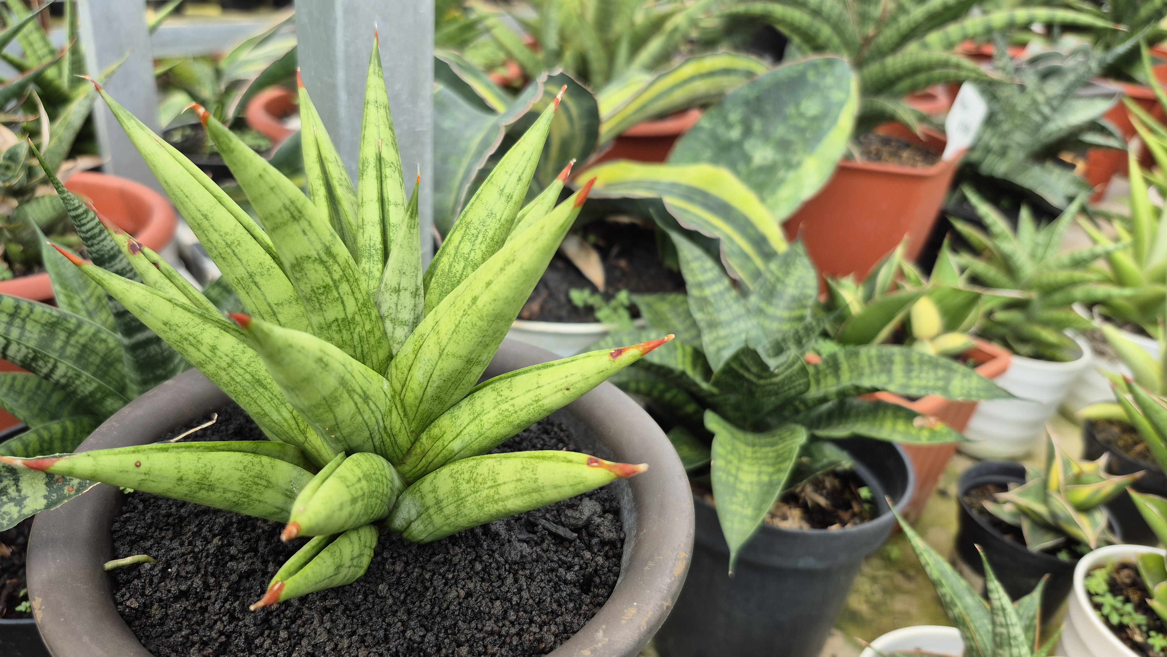 Sansevieria: Tanaman Tangguh yang Estetik dan Kaya Manfaat