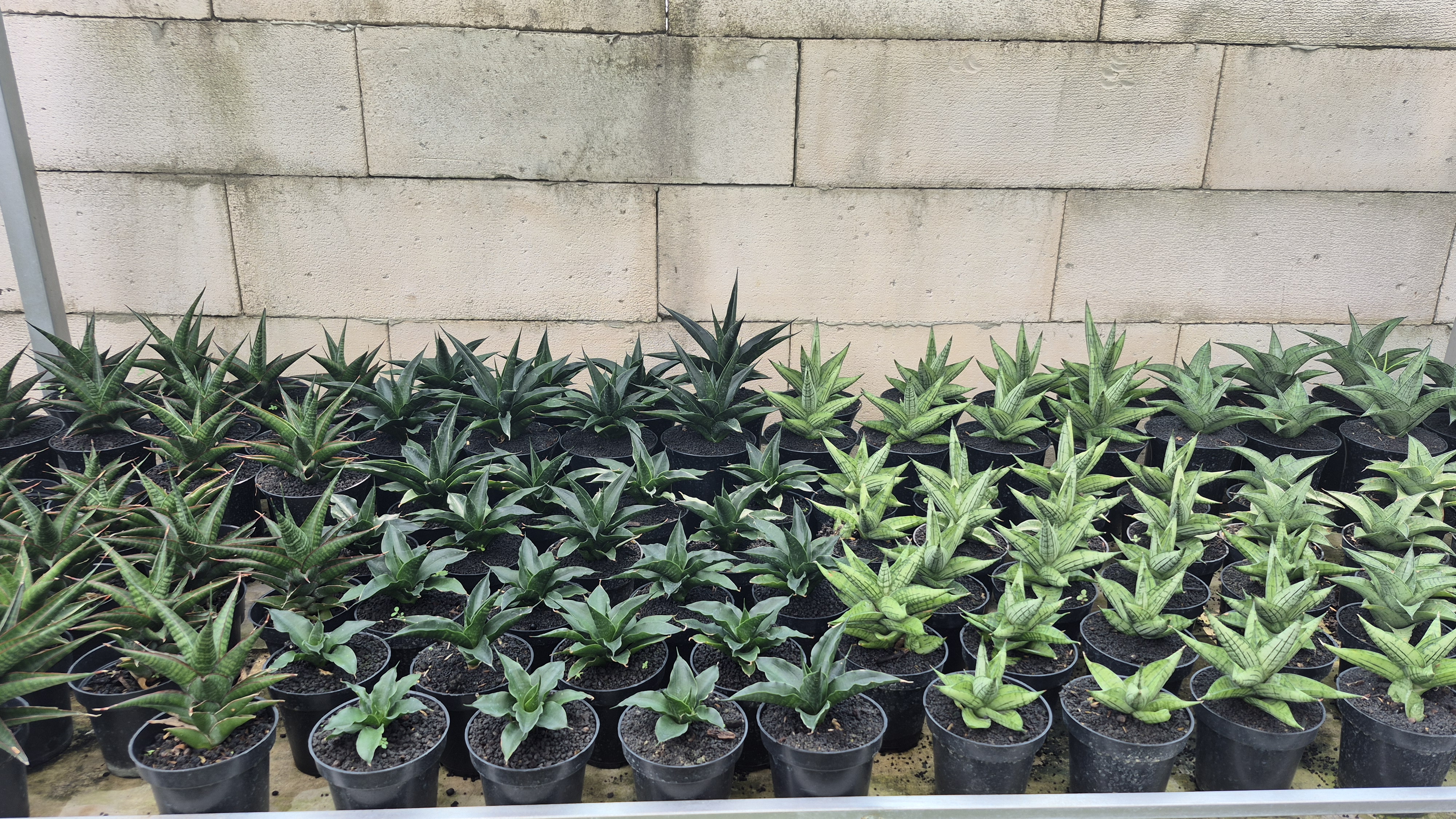 Sansevieria Hybrid: Varian Unik Tanaman Hias yang Makin Diburu Kolektor
