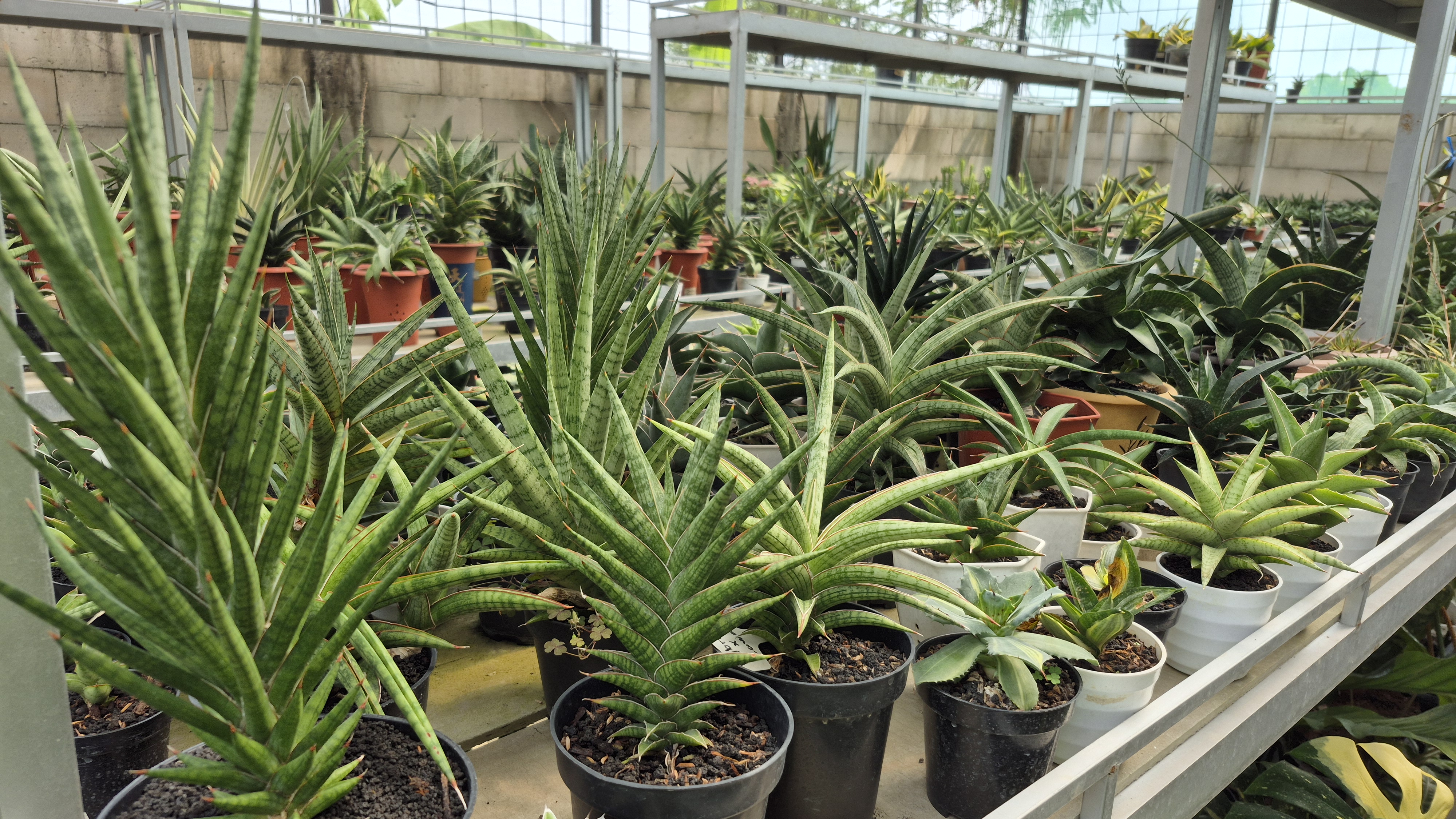 Sansevieria Menurut Penelitian NASA: Tanaman Hias Penyaring Udara yang Terbukti Ilmiah